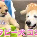 【ゴールデンレトリバー/子犬】老人ホームで暮らすセラピー犬コンビが可愛い