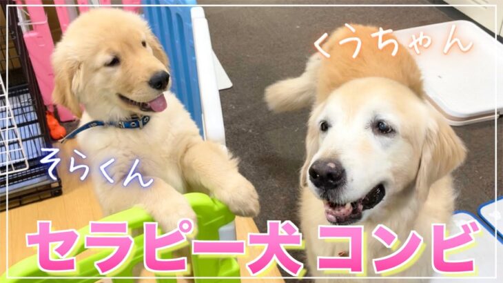 【ゴールデンレトリバー/子犬】老人ホームで暮らすセラピー犬コンビが可愛い