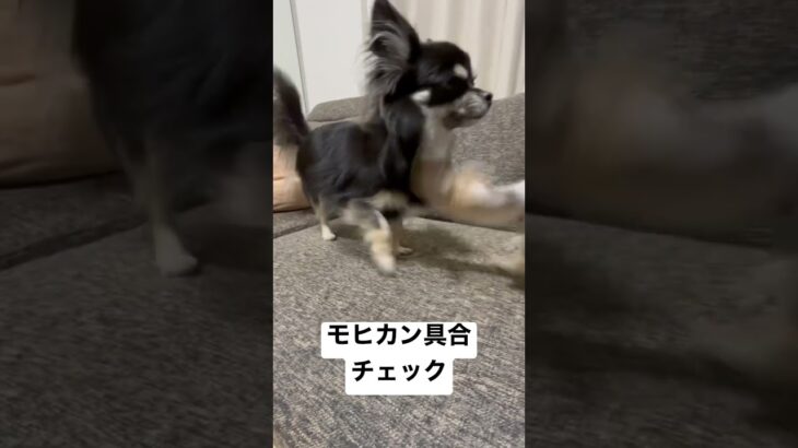 モヒカン犬トト 今日のモヒカン具合#チワックス #癒し #多頭飼い #チワワ