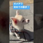 ポメチワの初めての散歩 #ポメチワ #子犬 #ポメラニアン #犬 #チワワ #かわいい犬 #いぬすたぐらむ #いぬ #いぬのいる生活 #かわいい #しつけ #チワポメ #ちわわ #ミックス犬 #愛犬