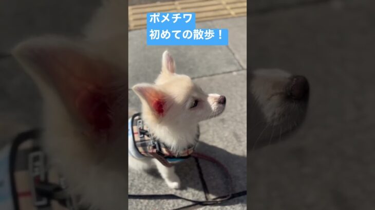 ポメチワの初めての散歩 #ポメチワ #子犬 #ポメラニアン #犬 #チワワ #かわいい犬 #いぬすたぐらむ #いぬ #いぬのいる生活 #かわいい #しつけ #チワポメ #ちわわ #ミックス犬 #愛犬