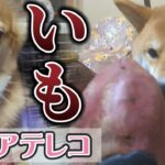 【犬猫アテレコ】芋への柴犬とコーギーの圧がヤバい