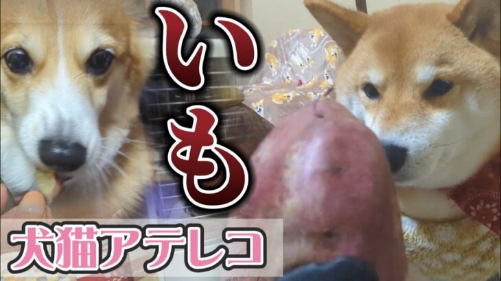 【犬猫アテレコ】芋への柴犬とコーギーの圧がヤバい