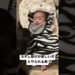 ヨダレ掛けが欲しい犬とやられる弟#赤ちゃん #犬 #癒し #チワワ