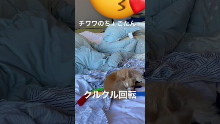 チワワのちょこたんそわそわクルクル回転 #かわいい子犬 #チワワ #旅館