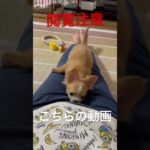 閲覧注意　チワワのちょこたんなぜだか分からない動き #かわいい子犬 #かわいい