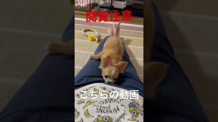 閲覧注意　チワワのちょこたんなぜだか分からない動き #かわいい子犬 #かわいい