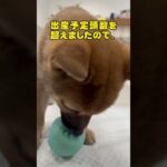 【犬】豆柴子犬🌈ご家族募集中❣️かわいい男の子💕まめしば亭ブログvlog #shorts