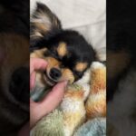 15秒で癒しをくれる犬