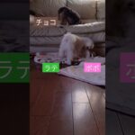 【パピー犬のポポ】遊ぶの楽しそう　#マルチーズ　#ポポ　#2ヶ月　#マルポメ　#ラテ　#ヨープー　#チョコ　#子犬　#幼犬