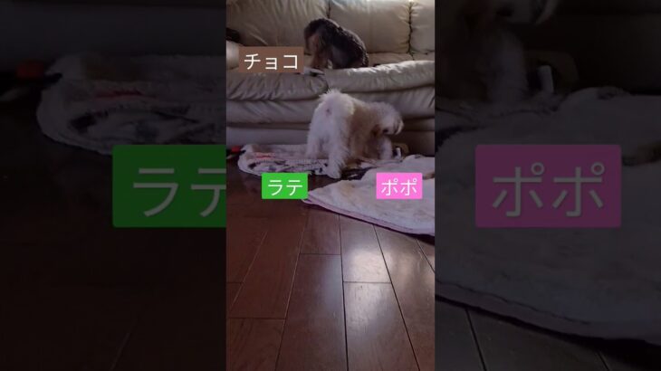 【パピー犬のポポ】遊ぶの楽しそう　#マルチーズ　#ポポ　#2ヶ月　#マルポメ　#ラテ　#ヨープー　#チョコ　#子犬　#幼犬