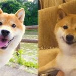【柴犬】 かわいい犬 –  最も面白いペットの動画 #2