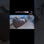 インスタで29万再生したハプニング映像🐶 #トイプードル #ハプニング映像#犬