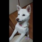 【子犬】生後4ヶ月　絶好調にやんちゃなかわいい白柴　#shorts #dog #柴犬 #白柴 #かわいい