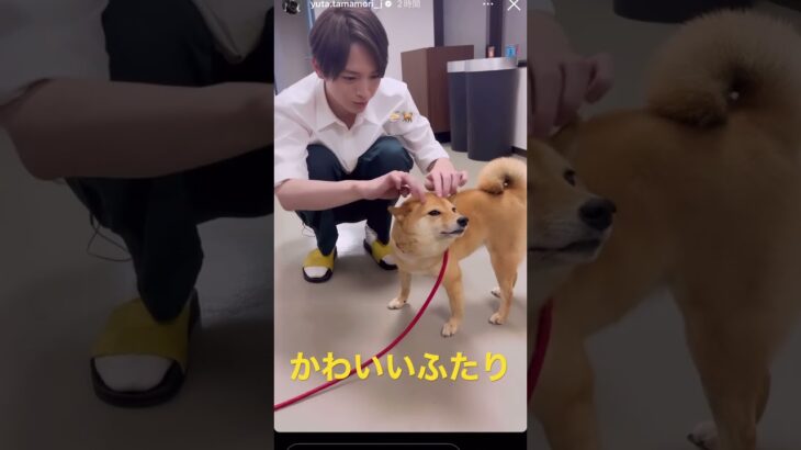 ＃玉森裕太＃Kis-My-Ft2＃キスマイ＃柴犬＃犬＃かわいいねぇー