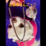 お医者さんごっこ　【犬】＃Shorts　＃かわいい　＃ペット