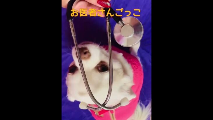 お医者さんごっこ　【犬】＃Shorts　＃かわいい　＃ペット