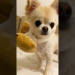 【みんなチワワ】 #チワワの日常 #chihuahua #cute #doglife #かわいい犬 #チワワ #dog #犬のいる暮らし #おもしろ動画 #可愛い