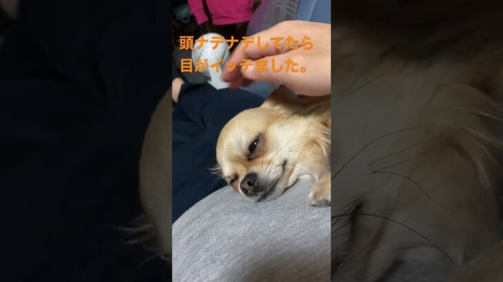 #チワワ #おもしろ #犬 #dog #いやし #cute #chihuahua 目がイッテしまうチワワっす。