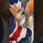 【犬動画】 #かわいい #癒し #dog #鹿児島 #おもしろ #short