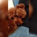 一時的な犬の癒し動画part3