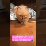 始めての世界#ポメラニアン#子犬#かわいい#pomeranian#dog#shorts