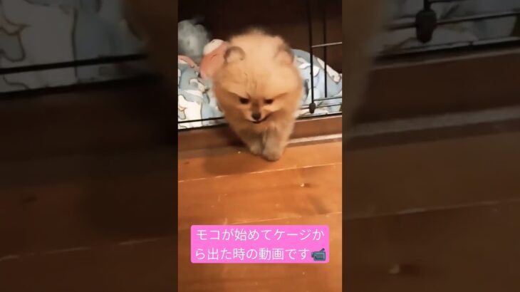 始めての世界#ポメラニアン#子犬#かわいい#pomeranian#dog#shorts