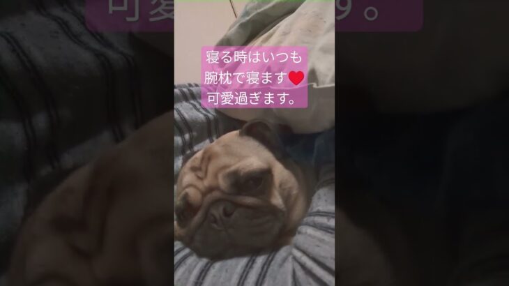 皆さん、おやすみなさい(つ∀-)ｵﾔｽﾐｰ#パグ #犬 #pug #かわいい犬 #癒し #おやすみ