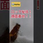 ドンクサ犬、初めての雪☃️ #柴犬 #shibainu #おもしろ動画 #柴犬のいる暮らし #拒否柴