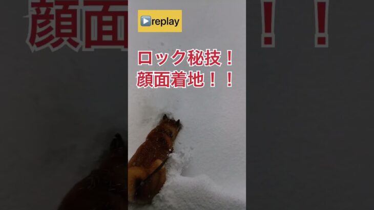 ドンクサ犬、初めての雪☃️ #柴犬 #shibainu #おもしろ動画 #柴犬のいる暮らし #拒否柴