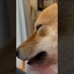 【犬動画】寝る前ルーティン😁 #かわいい #癒し #鹿児島 #おもしろ #犬 #short