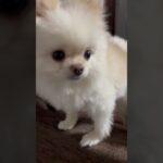 ちょっと変態気味な犬 #shorts #面白い犬  #かわいい犬