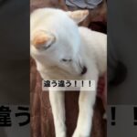 撫でる場所を間違えてしまった・・・。　#shorts  #柴犬　#白柴犬　#子犬　#かわいい　#癒やし　#可愛い　#仔犬