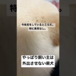 やっぱり飼い主は外出させない柴犬　#shorts  #柴犬　#子犬　#かわいい　#癒やし　#可愛い　#仔犬  #白柴犬