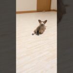 【ミニコーギー育成日記】ただただ後ろ足がかわいいミニコーギーの子犬 #犬のいる幸せ #犬との生活 #shorts