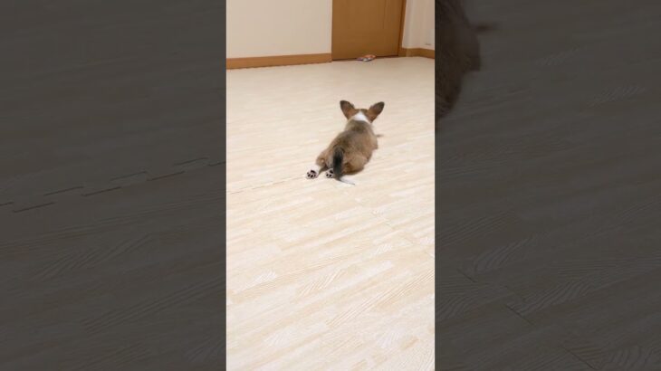 【ミニコーギー育成日記】ただただ後ろ足がかわいいミニコーギーの子犬 #犬のいる幸せ #犬との生活 #shorts