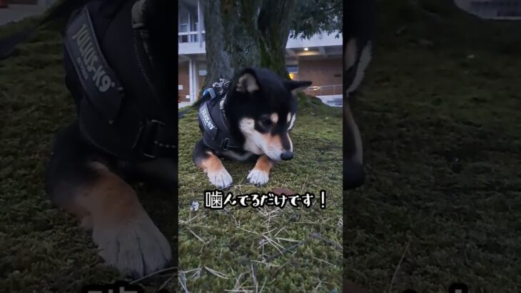 【豆柴】何でも口にしちゃう柴犬😓#shorts #dog #おもしろ #cute #かわいい犬