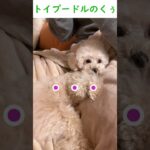 仕事終わりのパパにマッサージ要求する犬 #shorts #かわいい #dog #puppy #犬 #癒し #healing #tiktok #trending