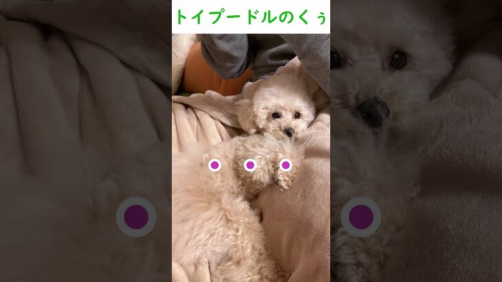 仕事終わりのパパにマッサージ要求する犬 #shorts #かわいい #dog #puppy #犬 #癒し #healing #tiktok #trending