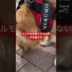 土岐に行ったイッヌ #ゴールデンレトリバー #かわいい犬 #shorts #ゴールデンレトリバーのいる生活 #大型犬 #わんこ #goldenretriever