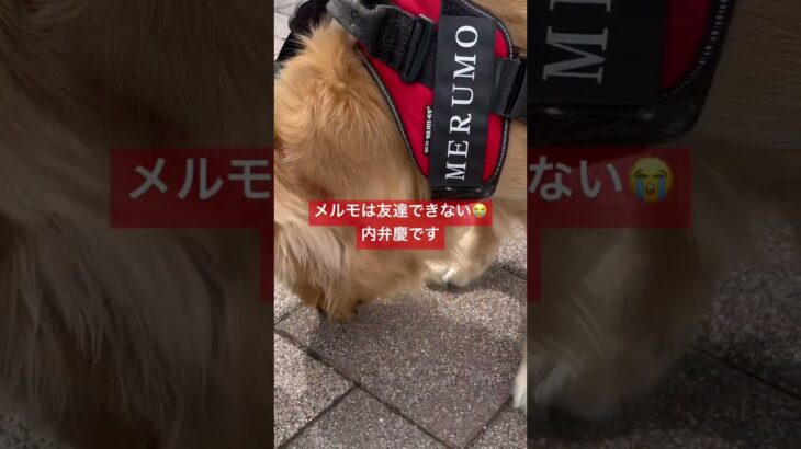 土岐に行ったイッヌ #ゴールデンレトリバー #かわいい犬 #shorts #ゴールデンレトリバーのいる生活 #大型犬 #わんこ #goldenretriever