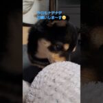 【豆柴】ナデナデを要求する柴犬♥️#shorts #sibainu #かわいい犬 #おもしろ