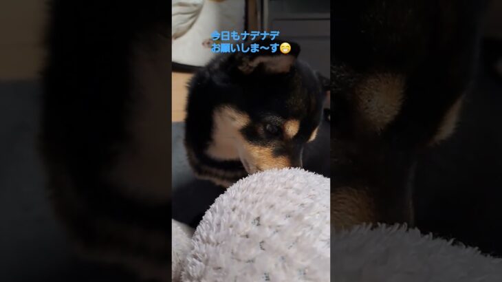 【豆柴】ナデナデを要求する柴犬♥️#shorts #sibainu #かわいい犬 #おもしろ