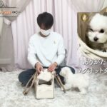 【世界一かわいい犬用バッグ】はこれだ