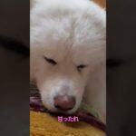 #秋田犬#癒し動画