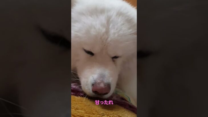 #秋田犬#癒し動画