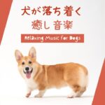 犬が落ち着く癒し音楽