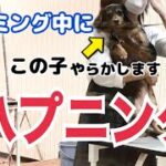 愛犬のトリミング中にハプニング発生！トリマーさん、ごめんなさい！