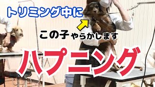 愛犬のトリミング中にハプニング発生！トリマーさん、ごめんなさい！