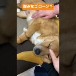 甘えん坊タイム　#犬 #いやし #動物 #癒し #保護犬 #ハムスター #チャンネル登録お願いします #いいねコメントお願いします